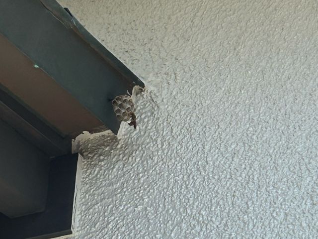 ☆ご覧頂きましてありがとうございます☆蜂の巣駆除おまかせください☆