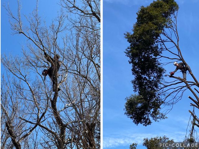 大きくなり過ぎた庭木もお気軽にご相談下さい