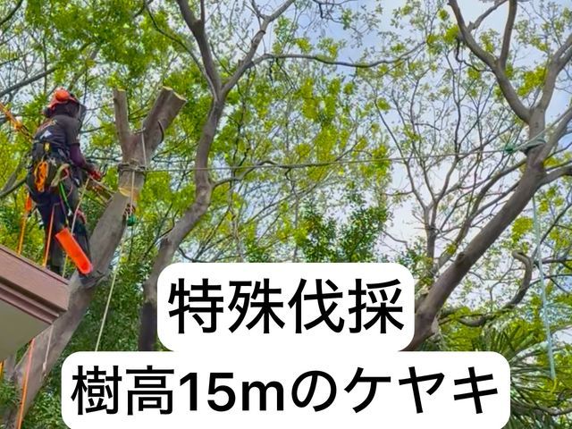 特殊伐採の専門家｜高木・危険木の伐採承ります【低木も対応可・神社様の伐採経験有】