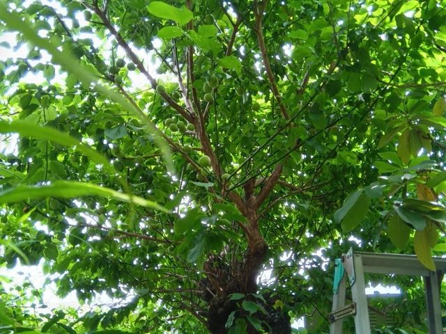 剪定経験多数な職人と一緒にお伺いいたします。早朝可能！