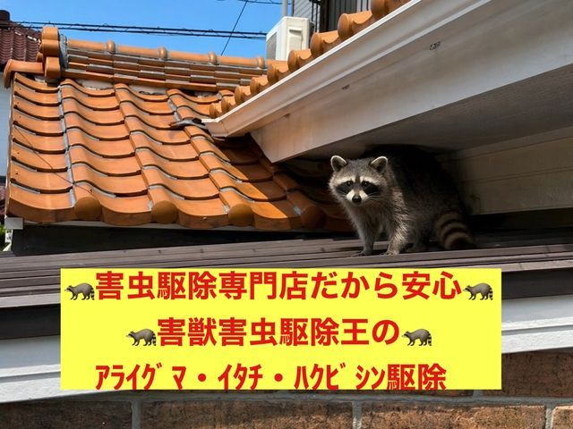 害虫駆除の専門家だから安心！駆除王のｲﾀﾁ・ｱﾗｲｸﾞﾏ・ﾊｸﾋﾞｼﾝ駆除！