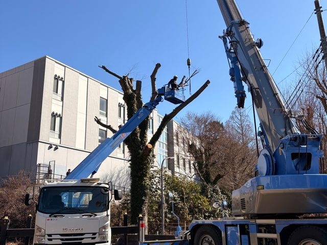 伐採・抜根のプロ！物価高のご時世に料金改定しました！2月ご予約は早めに！