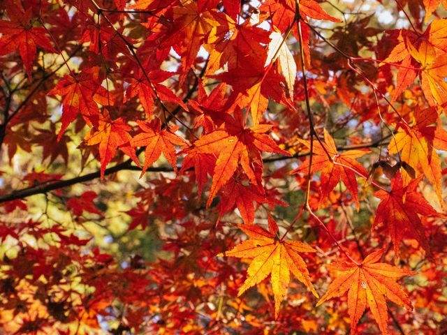 成長の喜びを残す“七五三ロケーション撮影”