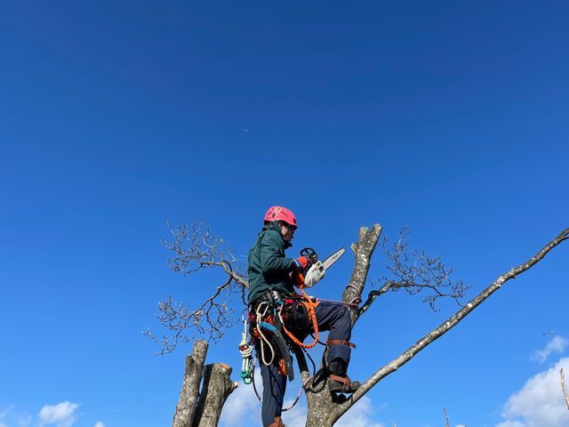 5月新規出店！空地やイグネ等の木の伐採や枝払い等お任せください