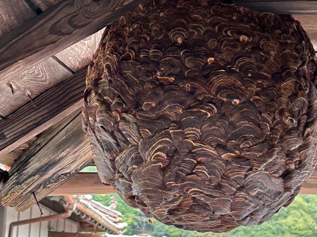 スズメバチからアシナガバチまで　サイズに応じ価格対応します！