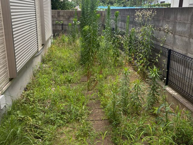 草刈りなど、めんどくさい案件もお任せください！モットーはどこよりも安く！丁寧に！