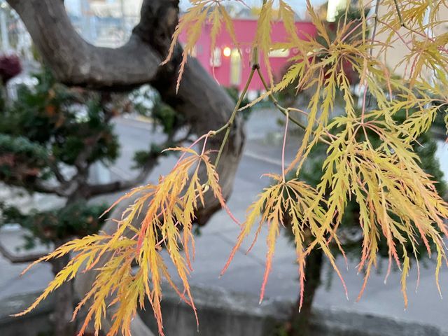 庭木の剪定　お客様のお悩みを解決します。