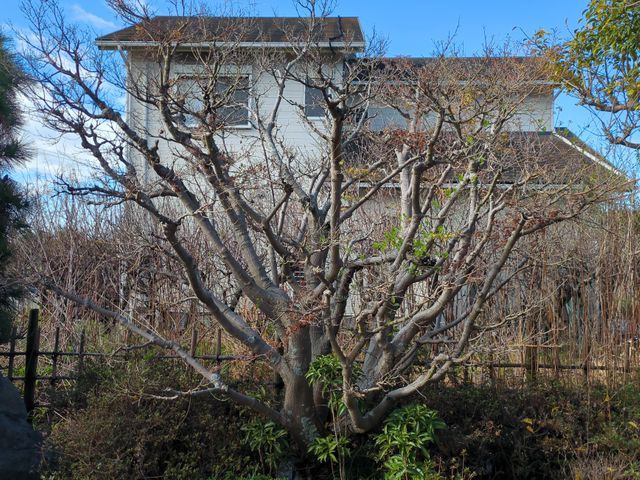 自社の職人たちがお庭を美しく整えます。処分費込み価格です。