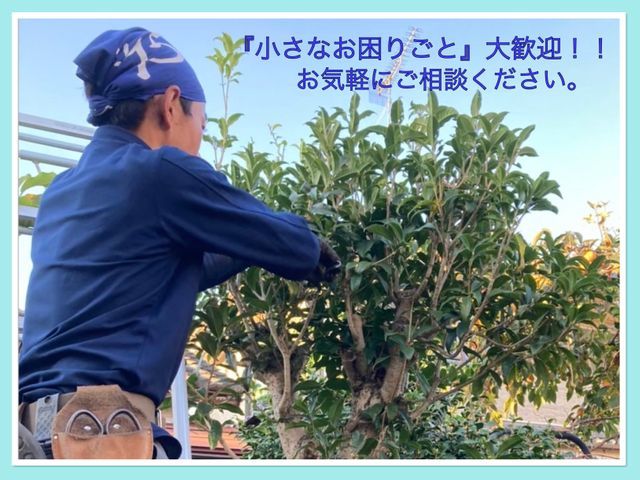 年末のお庭のお手入れ承ります！15年の経験、明朗会計、安心の仕上がり。