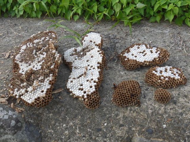 ★大分市・日田市・宇佐市・佐伯市指定駆除業者★安心・安全・確実のプロにお任せ！