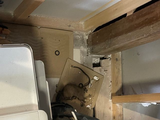 現地調査無料　即日対応可能　害虫駆除の事ならお任せ下さい！