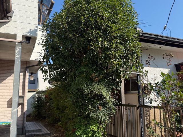 管理が大変になった庭木の伐採いたします。複数本なら割引あり！