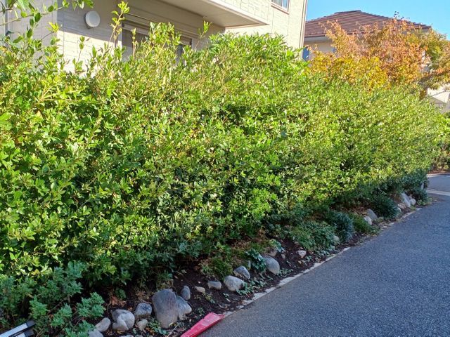 何年たっても大きさ、形が変わらない美しい生垣を！