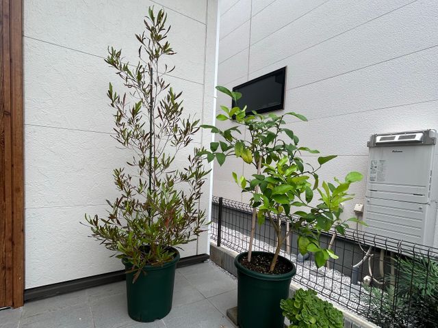 15年の経験と一級資格でお庭の健康と美しさ守る匠の技