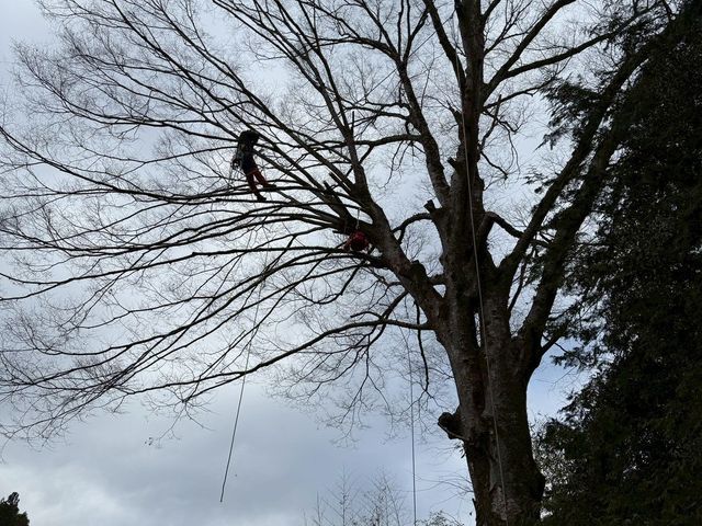 ロープワークを主体とした【特殊剪定・伐採】★お困りの庭木★巨木・高木など