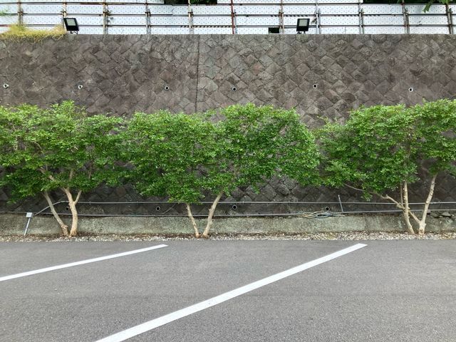 2000件以上の実績！庭木の健康と美しさを守る剪定のプロ