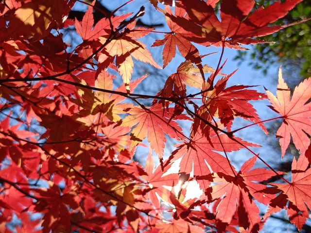 小さな庭木から数十メートルの高木まで丁寧に対応致します。各種資格実務経験あります