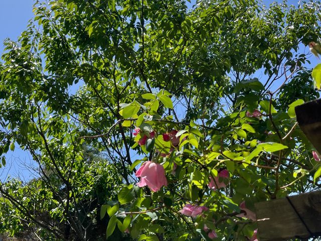 庭木のお困り事なら当店へ！