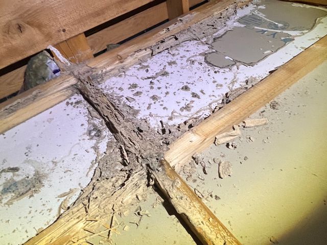 シロアリ　防除