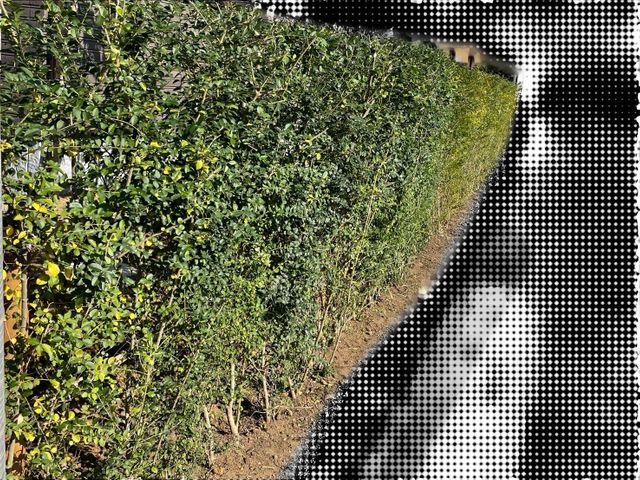 印象を高める景観管理剪定。美しい姿に仕上げます。