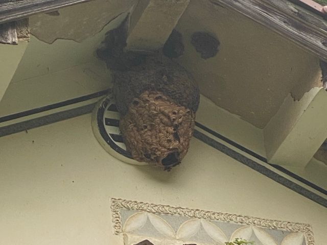 ◤安心・確実◢大手仕込みの技術と12年以上の実績で蜂の巣を完全駆除