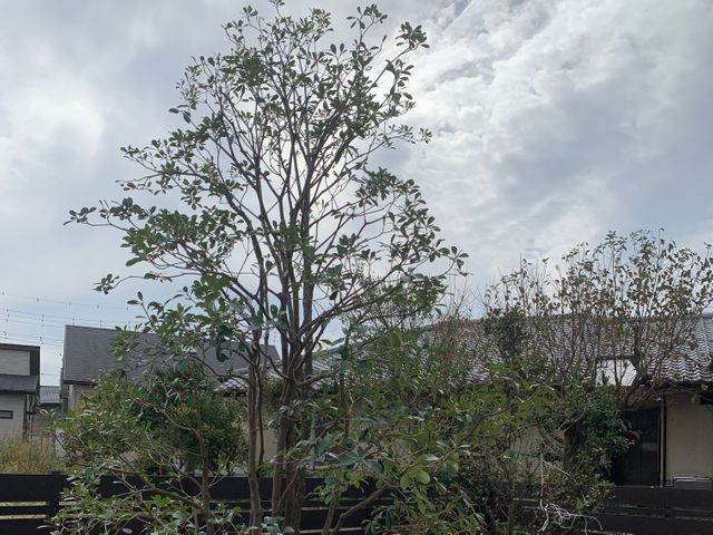 「見積り・相談無料」◆植え込み・生垣の剪定いたします。