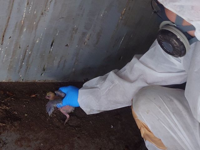 【狩猟免許有り】鳩の駆除はお任せください