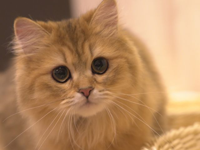 “うちの子らしさ”がそのまま写る写真を。