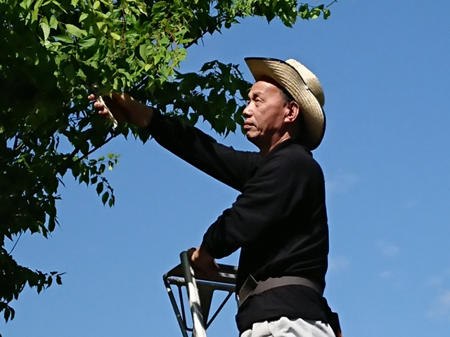★植木の剪定(手入れ)★お引き受けします！12月ご予約はお早めにお願い致します。