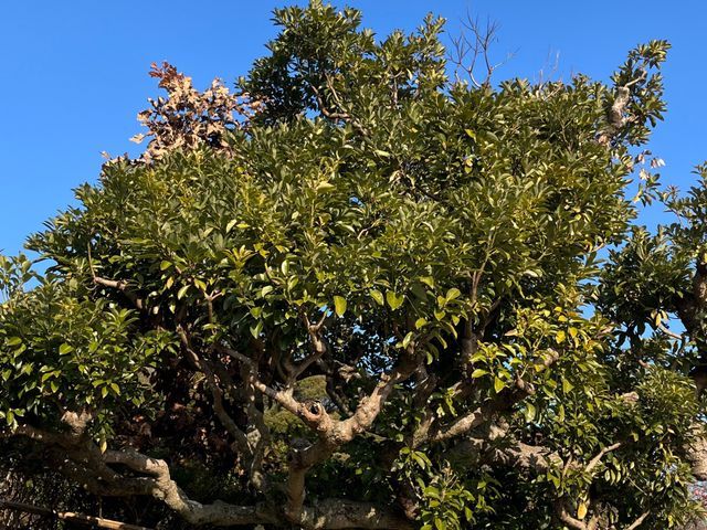 地域密着！経験10年以上、2級造園施工管理技士による剪定