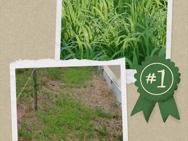 お客様至上主義！手に負えない草刈りはプロにお任せください。