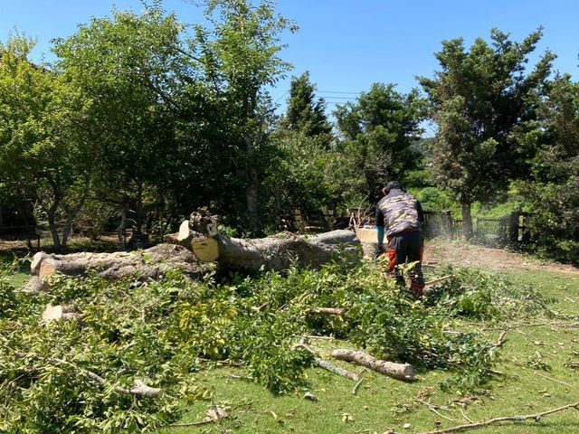 伐採・抜根ならお任せください！5年以上の業界経験、一本から大木まで！