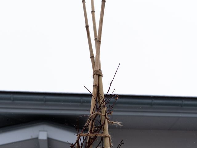 雪吊り・雪囲い