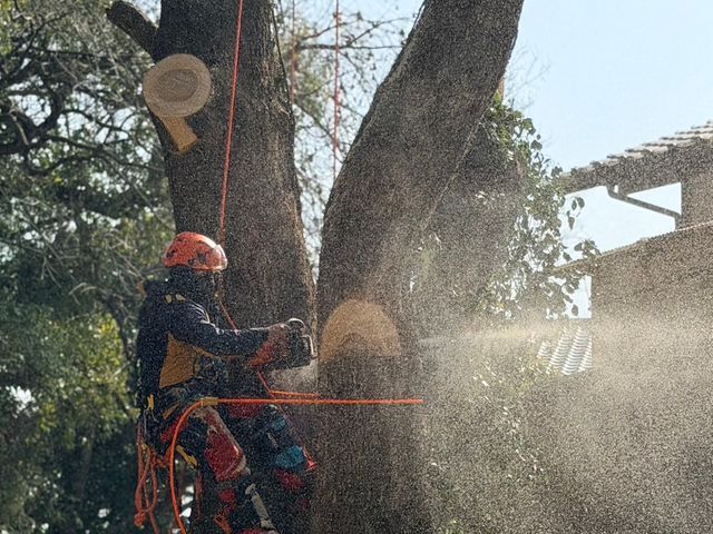 経験10年、800件以上の実績！小木から大径木まで、安全安心の丁寧な作業をお約束
