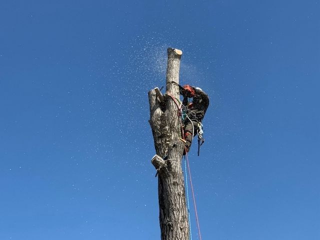 経験10年、800件以上の実績！小木から大径木まで、安全安心の丁寧な作業をお約束
