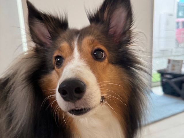 【女性スタッフ指名OK】ワンちゃんのお世話/お散歩などお気軽にご相談下さい