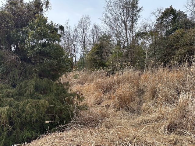 草刈り（機械）