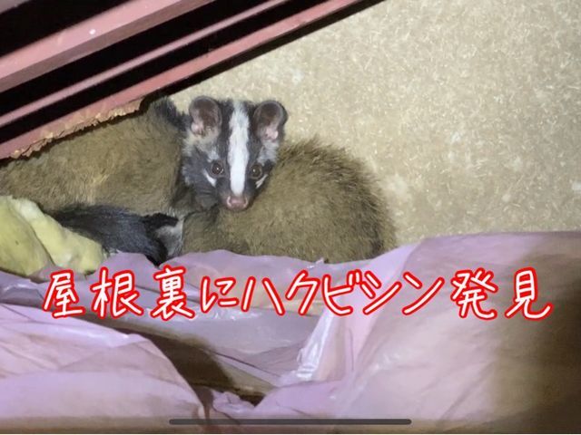 【5月は害獣活発期】被害が増える前に対策を！口コミ高評価！調査見積もり無料です！