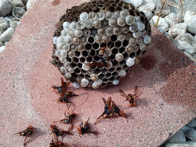 【当日でもお伺いします】☆アシナガバチ8,800円☆★スズメバチ11,000円★