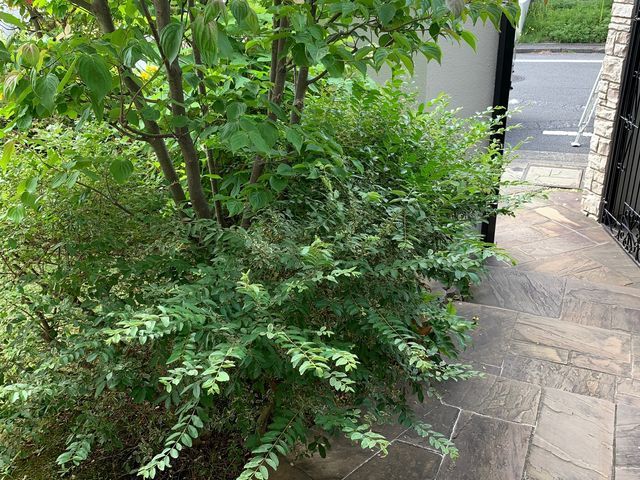 雑木の庭＝お客様の願いを満たす最も合理的な庭