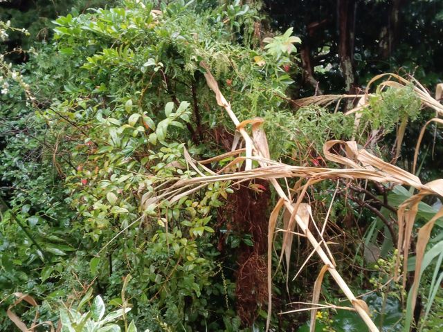 伐採を格安でお受けします。