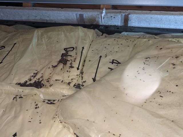 ★コウモリ被害、お客様が納得行くまでお付き合い致します。