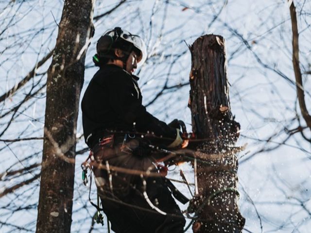 【特殊伐採】家や電線など大切なものの近くの木の伐採でお困りではありませんか？