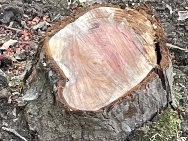 事前の現地確認で明瞭なお見積を！ご要望に寄り添い安全に行う庭木伐採！