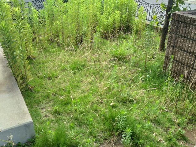 草むしり作業