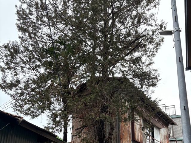 どんなに大きい木でも伐採可能！！まずはお問い合わせください！！