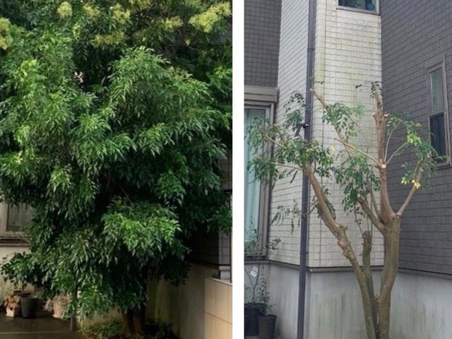 【植木歴30年】女性も同行可です♪安心、安全、元気に！なんでもご相談下さい♪