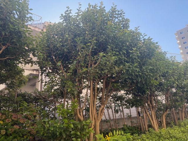 丁寧すぎると評判の石野ガーデン　～丁寧剪定・見違える庭をお約束します～