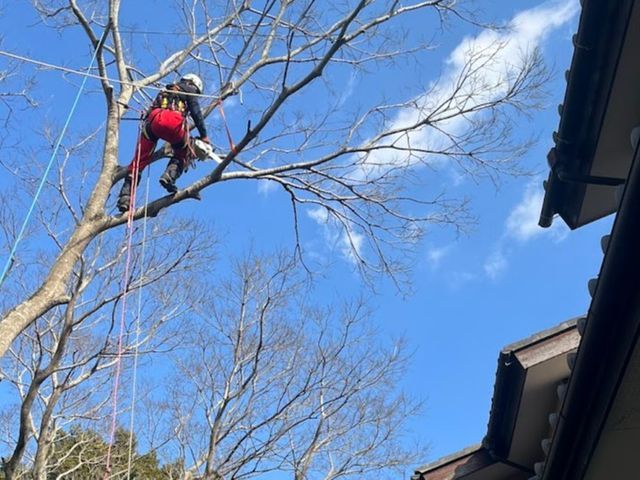 【プロの空師】高難度の樹木の剪定もお任せください◎アフターフォローも万全