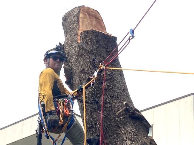 高木伐採、雑木、広範囲までなんでもご相談ください！